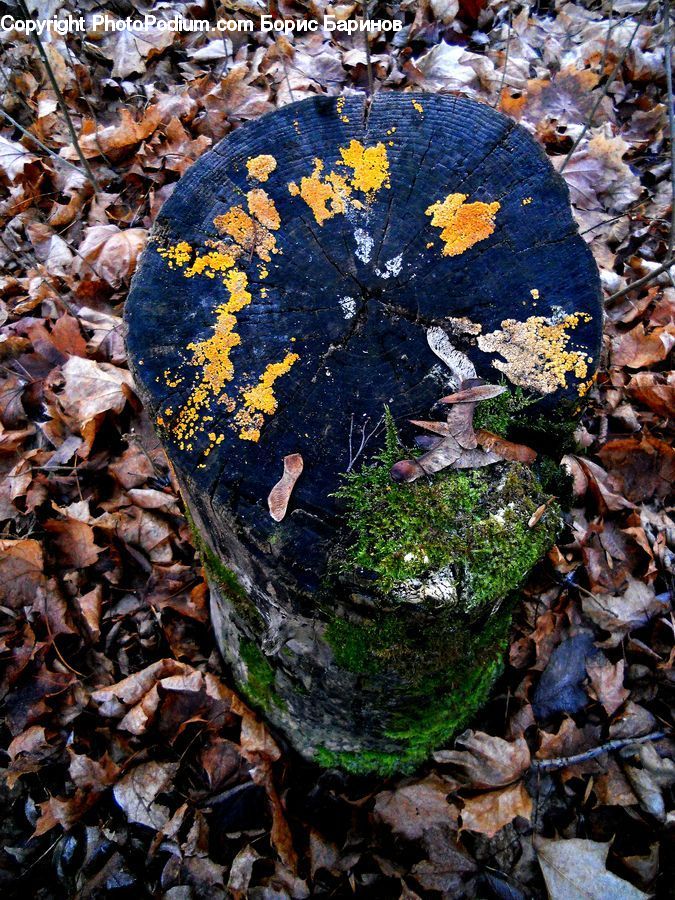 Plant, Potted Plant, Ivy, Vine, Agaric, Amanita, Fungus