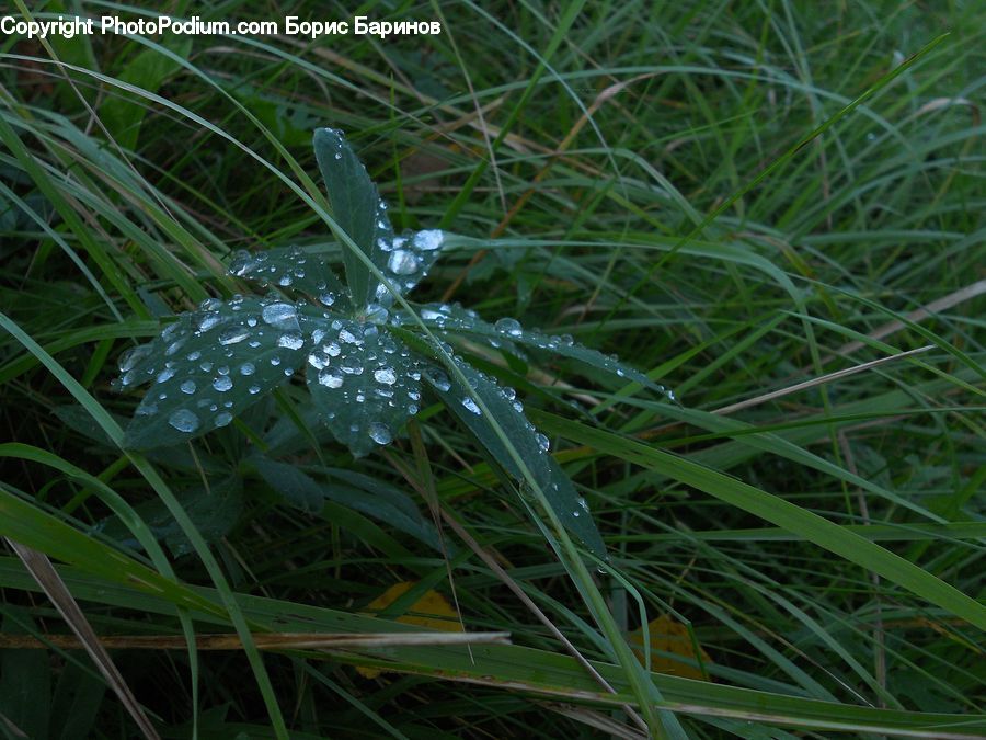 Field, Grass, Grassland, Plant, Apiaceae, Blossom, Flora