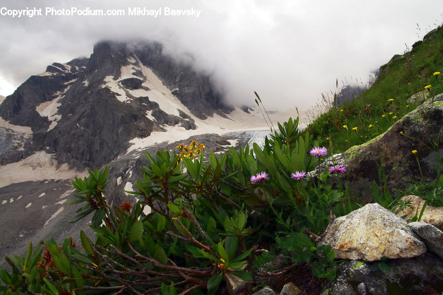Crest, Mountain, Outdoors, Peak, Basin, Tree Stump, Plant