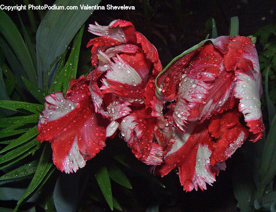 Flora, Flower, Gladiolus, Plant, Blossom, Carnation, Peony