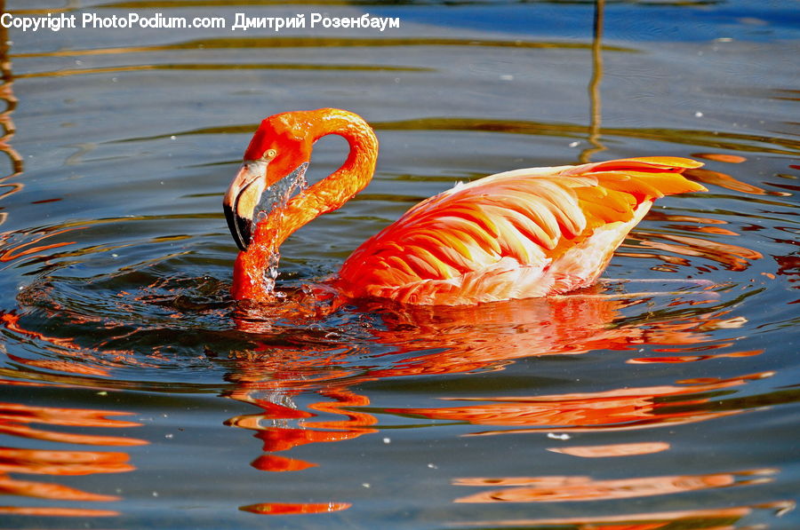 Bird, Flamingo, Flock, Carp, Fish, Koi, Sea Life