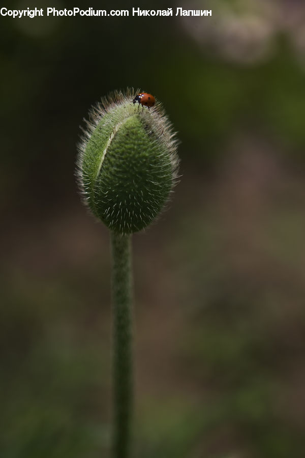 Bud, Plant, Blossom, Flora, Flower, Thistle, Weed