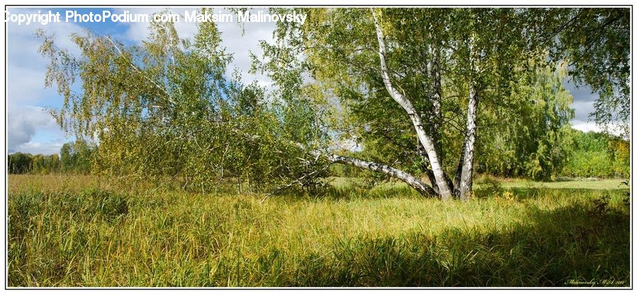 Birch, Tree, Wood, Field, Grass, Grassland, Land