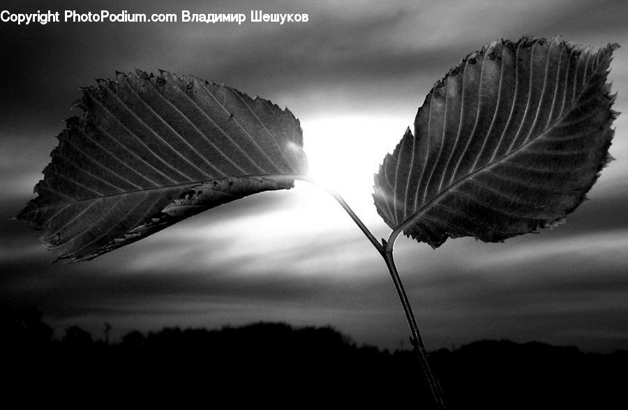 Silhouette, Blossom, Flora, Flower, Plant