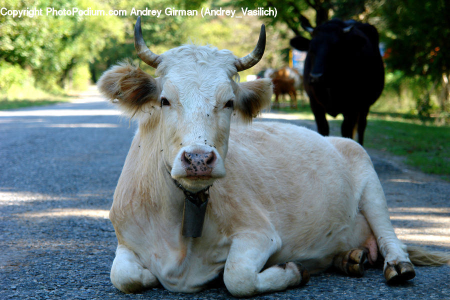 Angus, Animal, Bull, Mammal, Cattle, Cow, Dairy Cow
