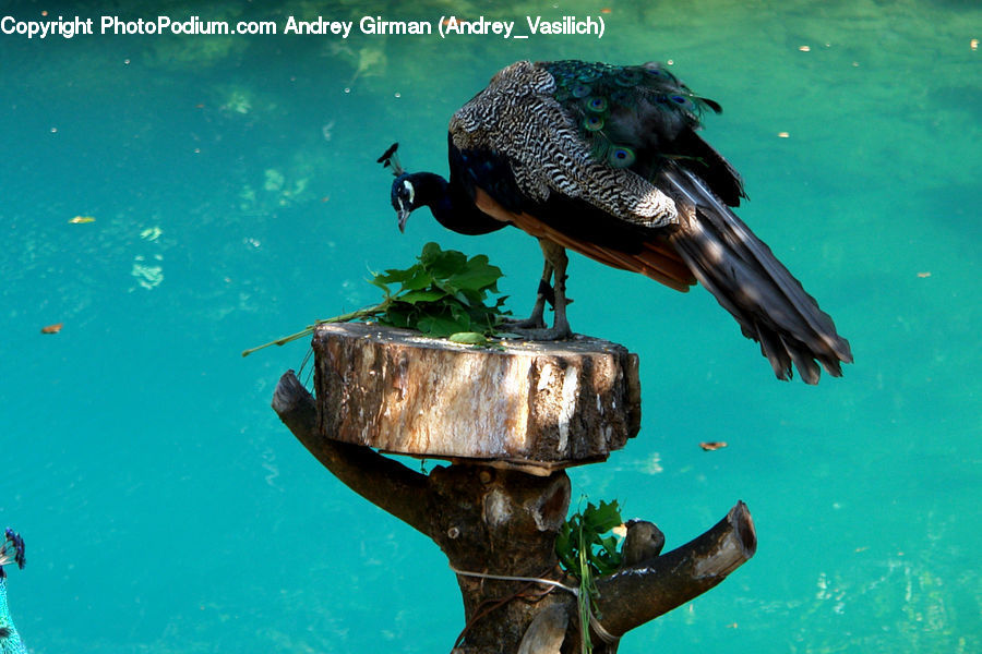 Plant, Potted Plant, Beak, Bird