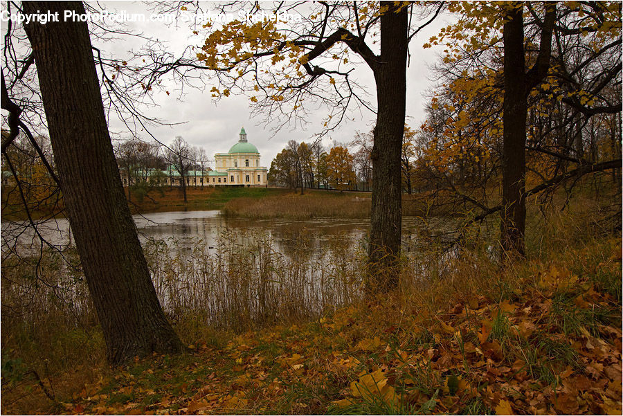 Tree Trunk, Plant, Tree, Forest, Grove, Land, Flood