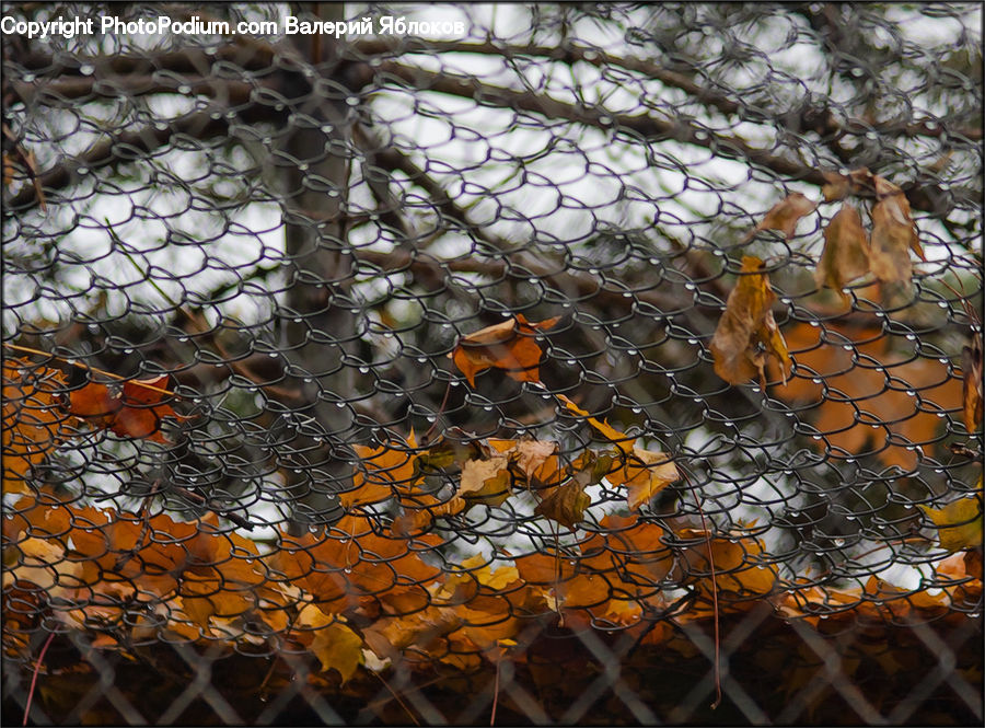 Animal, Horse, Mammal, Fence
