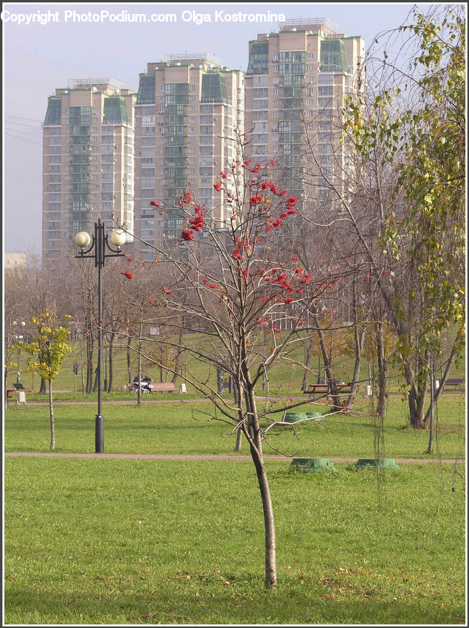 Plant, Tree, Apartment Building, Building, High Rise, City, Housing