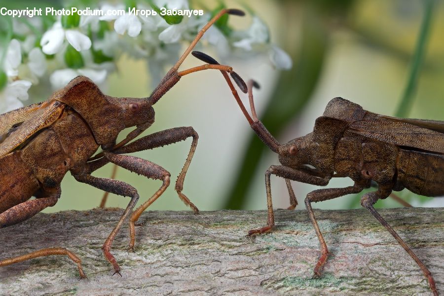Cricket Insect, Grasshopper, Insect, Invertebrate, Amphibian, Toad, Wildlife