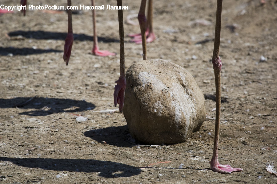 Ground, Soil, Rattlesnake, Reptile, Snake, Field, Land