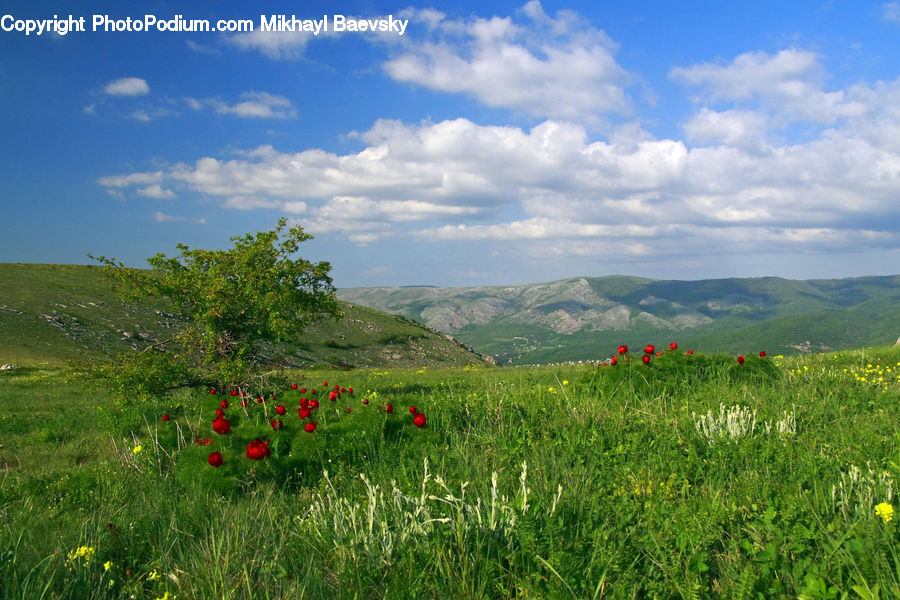 Field, Grass, Grassland, Land, Outdoors, Meadow, Pasture
