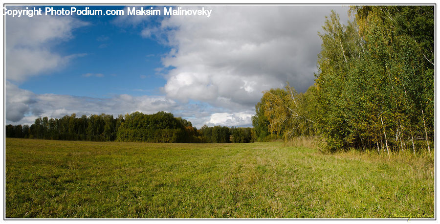 Field, Grass, Grassland, Land, Outdoors, Meadow, Pasture