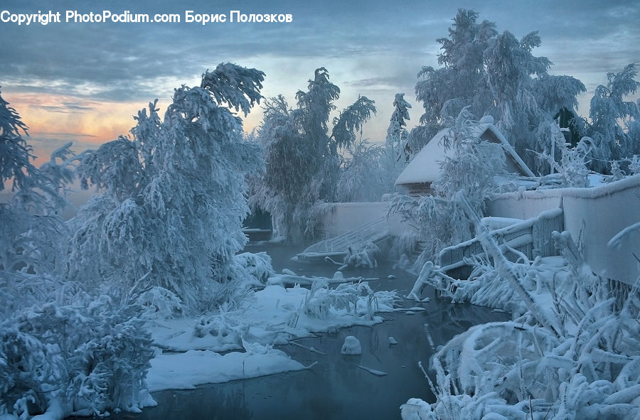 Frost, Ice, Outdoors, Snow, Nature, Forest, Grove