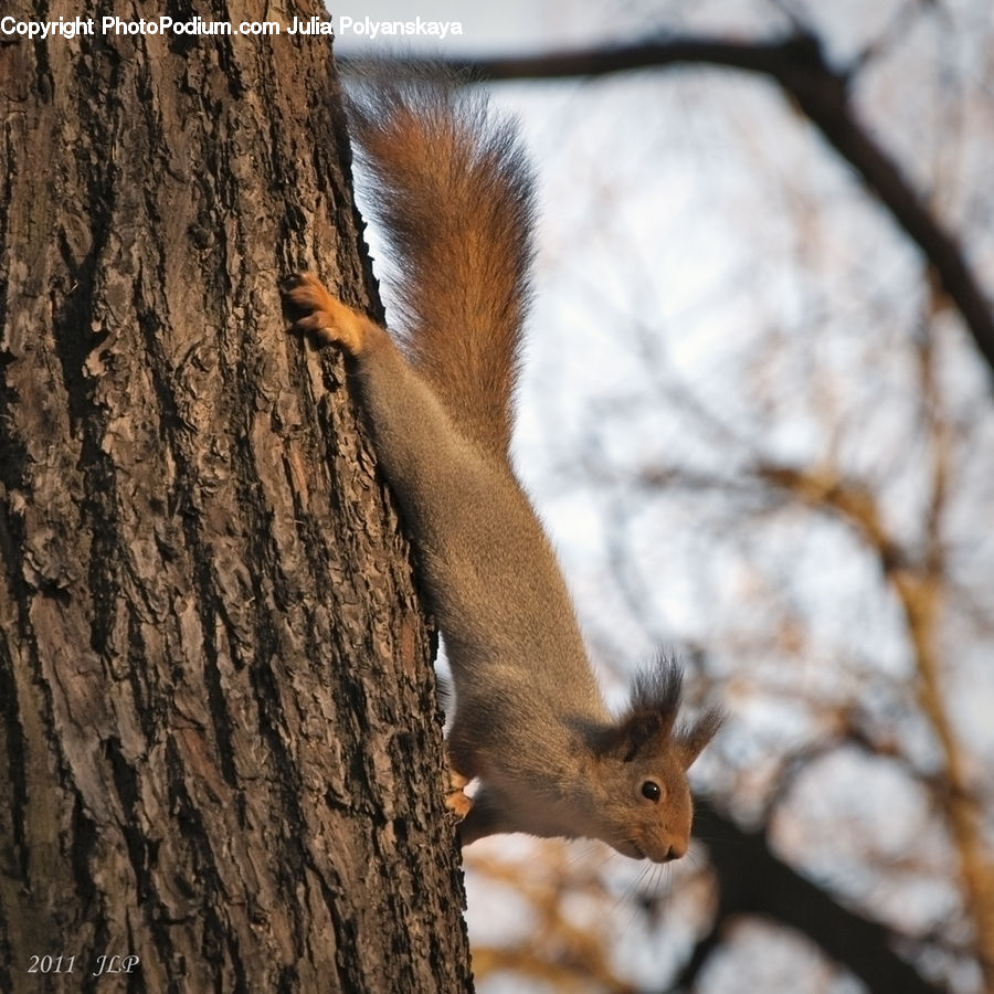 Animal, Mammal, Rodent, Squirrel