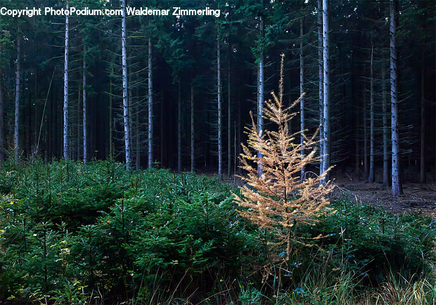 Conifer, Plant, Tree, Wood, Yew, Fir, Forest