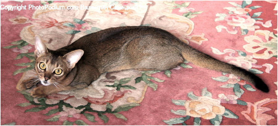 Abyssinian, Animal, Cat, Mammal, Pet, Blanket, Home Decor