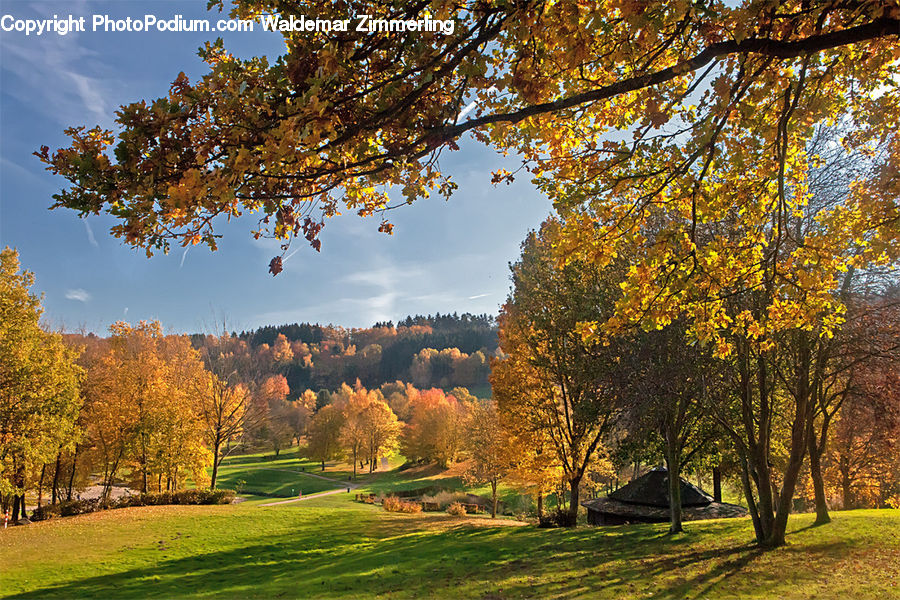 Oak, Tree, Wood, Conifer, Fir, Plant, Park