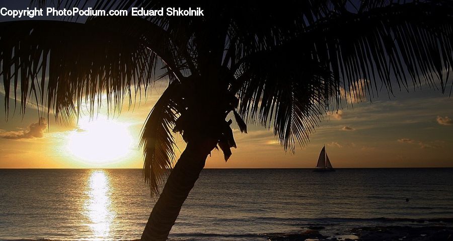 Palm Tree, Plant, Tree, Beach, Coast, Outdoors, Sea