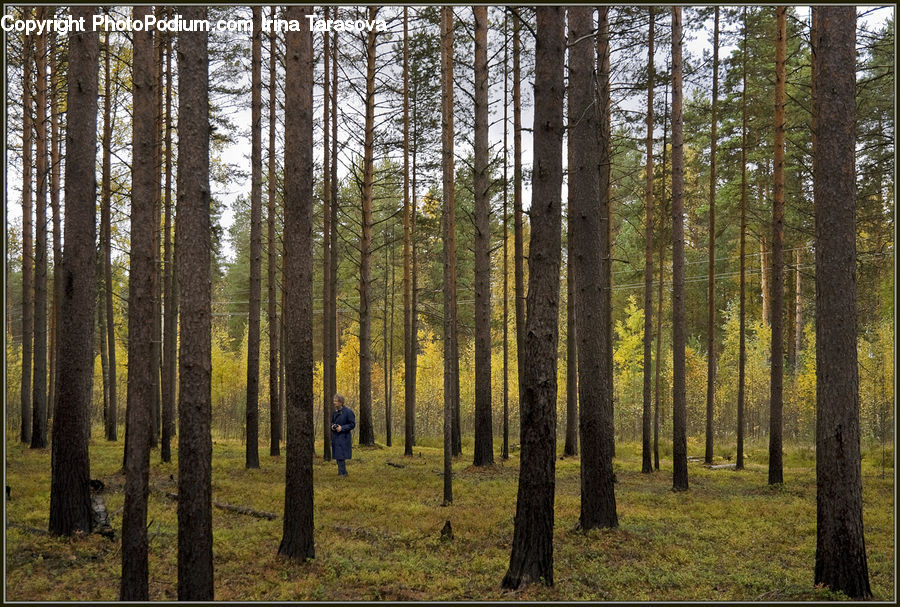 Forest, Vegetation, Grove, Land, Birch, Tree, Wood