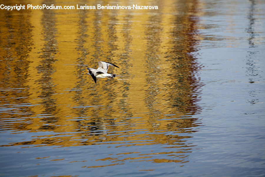 Bird, Crane Bird, Heron, Goose, Waterfowl, Duck, Teal