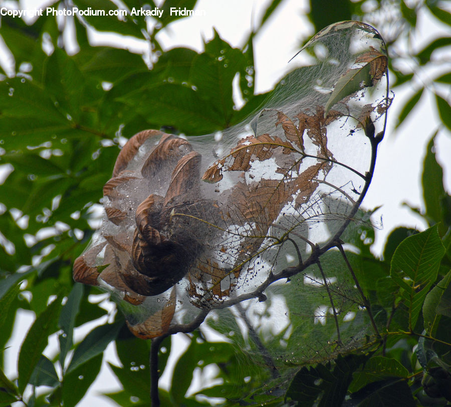 Bird, Buzzard, Harrier, Hawk, Vulture, Plant, Vegetation