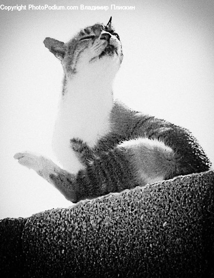 Abyssinian, Animal, Cat, Mammal, Pet, Adorable