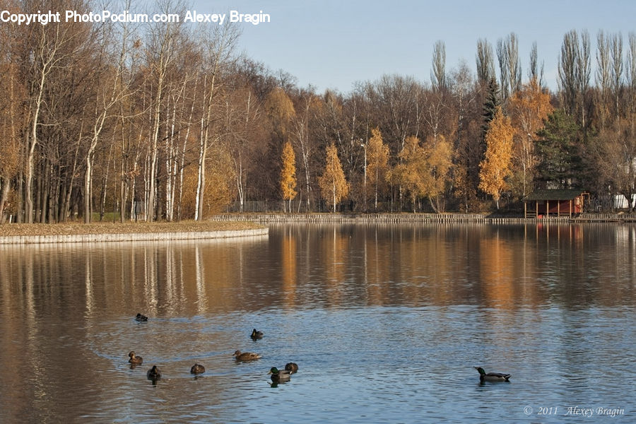 Outdoors, Pond, Water, Forest, Vegetation, Lake, Grove