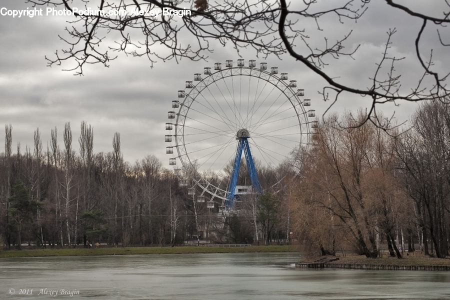 Ferris Wheel, Blossom, Flora, Flower, Plant