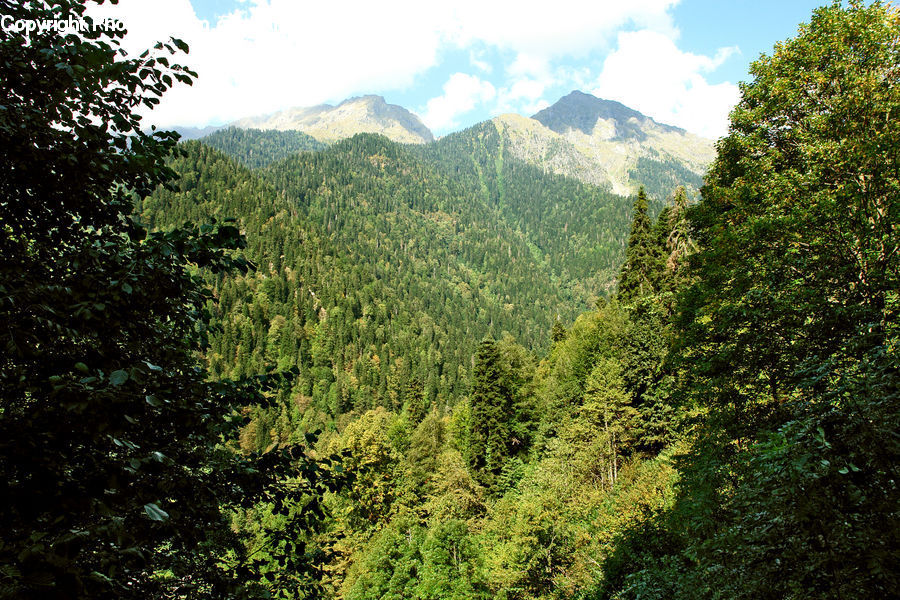 Forest, Jungle, Rainforest, Vegetation, Conifer, Fir, Plant