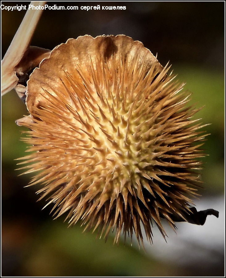 Flora, Flower, Plant, Thistle, Weed, Blossom