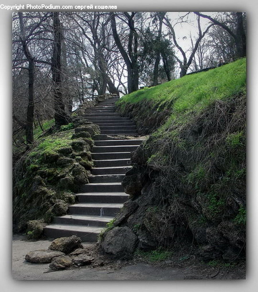 Bush, Plant, Vegetation, Path, Trail, Road, Walkway