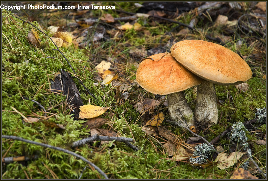 Agaric, Amanita, Fungus, Mushroom, Plant, Moss, Apiaceae