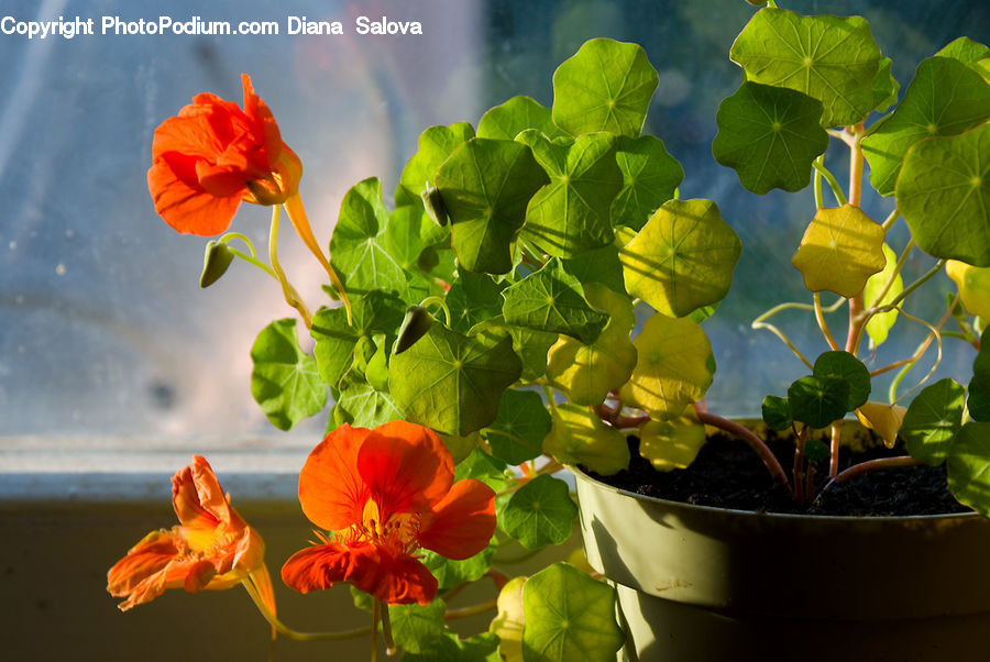 People, Person, Human, Blossom, Flora, Flower, Geranium