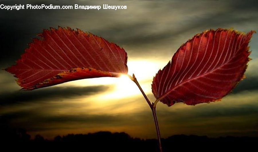 Blossom, Flora, Flower, Plant, Poppy, Maple, Maple Leaf