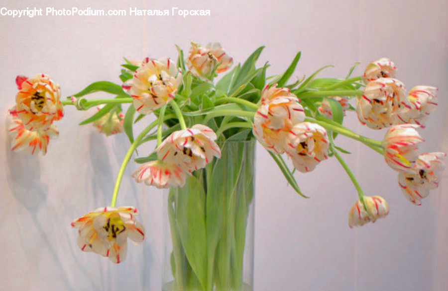 Flower Arrangement, Ikebana, Plant, Potted Plant, Vase, Flower, Flower Bouquet