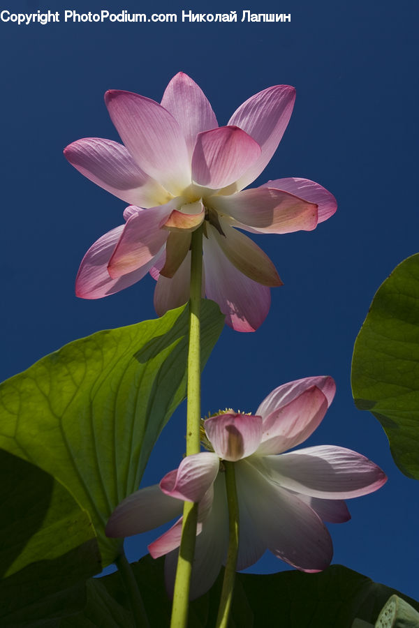 Blossom, Flora, Flower, Plant, Tulip, Geranium, Petal