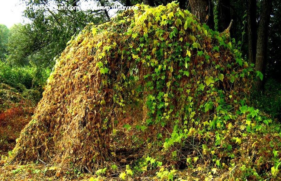 Plant, Potted Plant, Moss, Bush, Vegetation, Tree, Oak