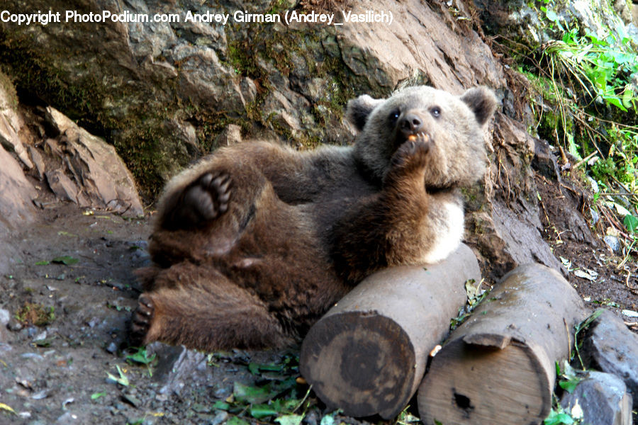 Animal, Bear, Brown Bear, Mammal, Agaric, Amanita, Fungus