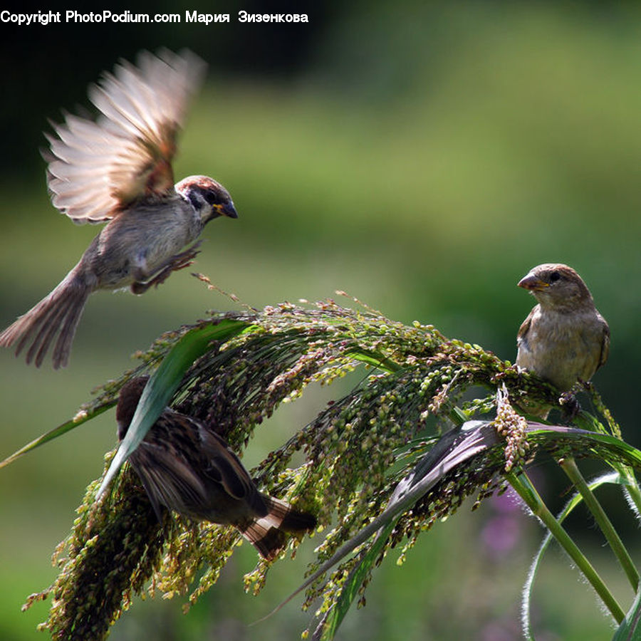 Bird, Sparrow, Finch, Head, Portrait, Blue Jay, Bluebird