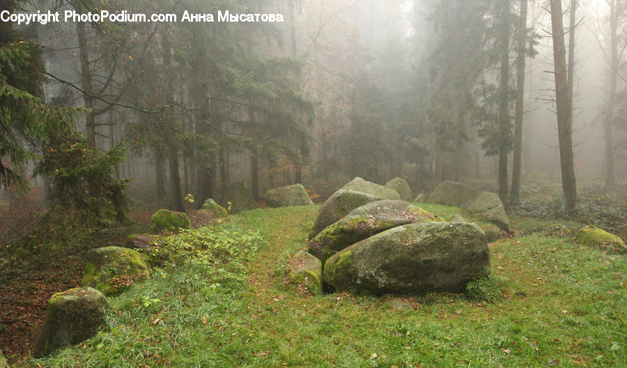 Plant, Potted Plant, Tree Stump, Forest, Vegetation, Moss, Grove