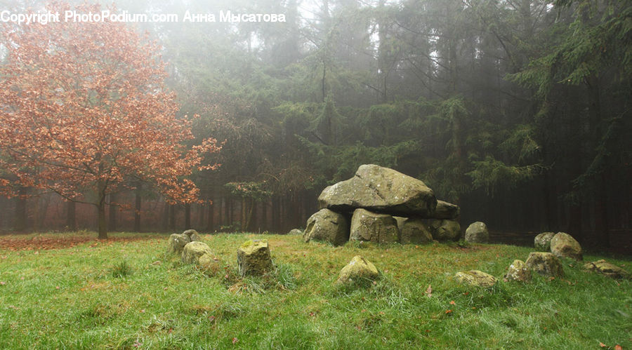 Forest, Jungle, Rainforest, Vegetation, Rock, Fir, Redwood