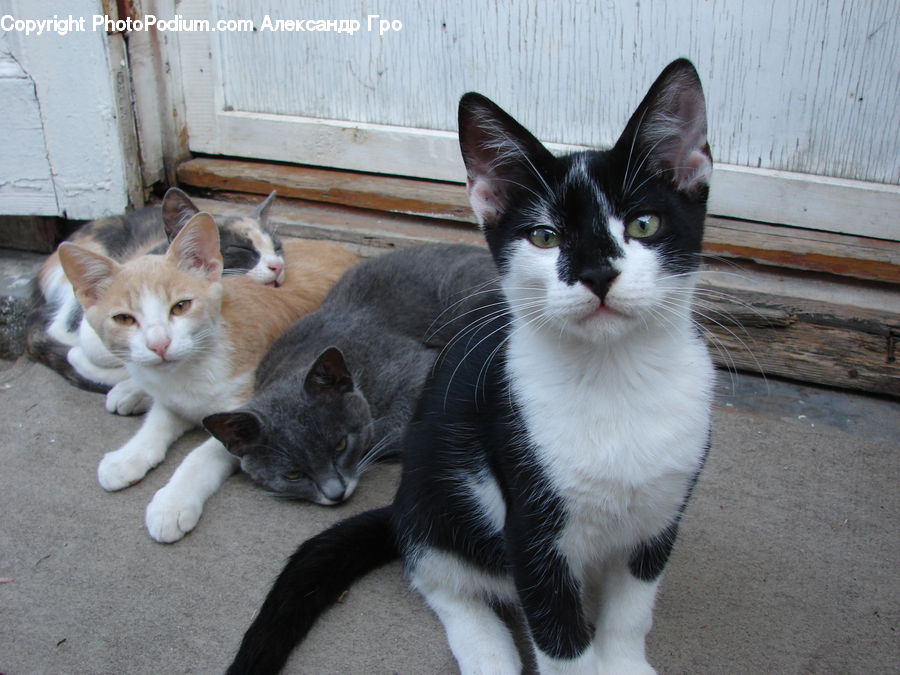 Animal, Cat, Kitten, Mammal, Pet, Manx, Siamese