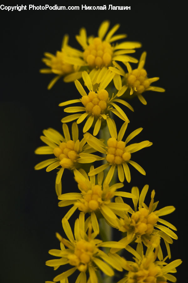 Asteraceae, Blossom, Flora, Flower, Plant, Daisies, Daisy