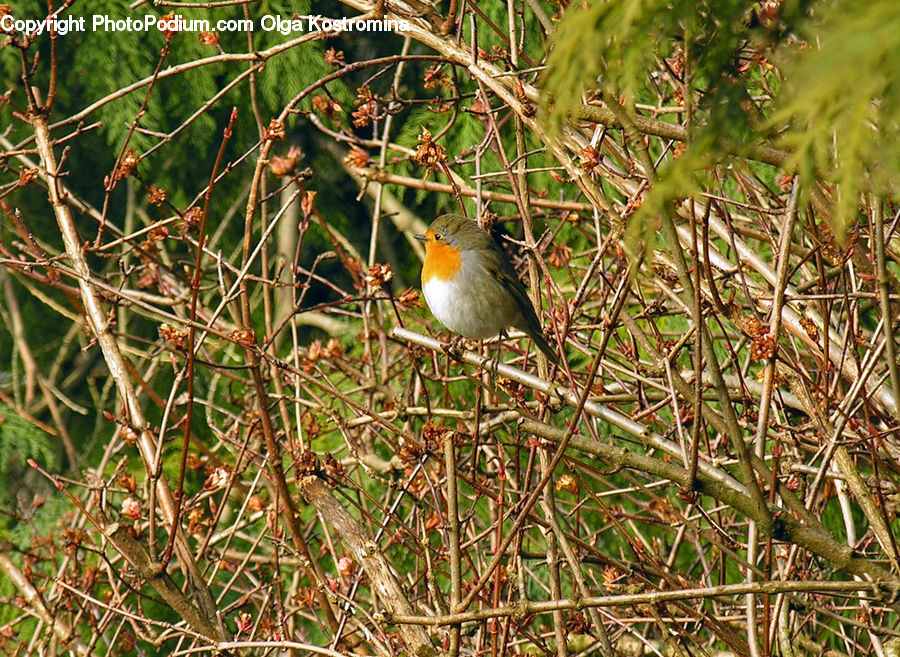 Bird, Robin