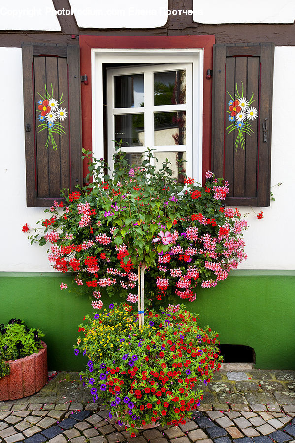 Plant, Potted Plant, Blossom, Flora, Flower, Geranium, Pot