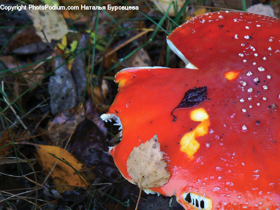 Agaric, Amanita, Fungus, Mushroom, Plant, Carp, Fish