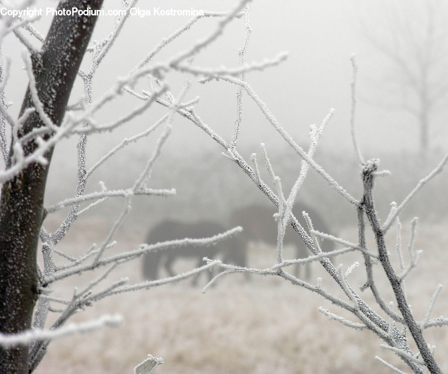 Frost, Ice, Outdoors, Snow, Field, Grass, Grassland