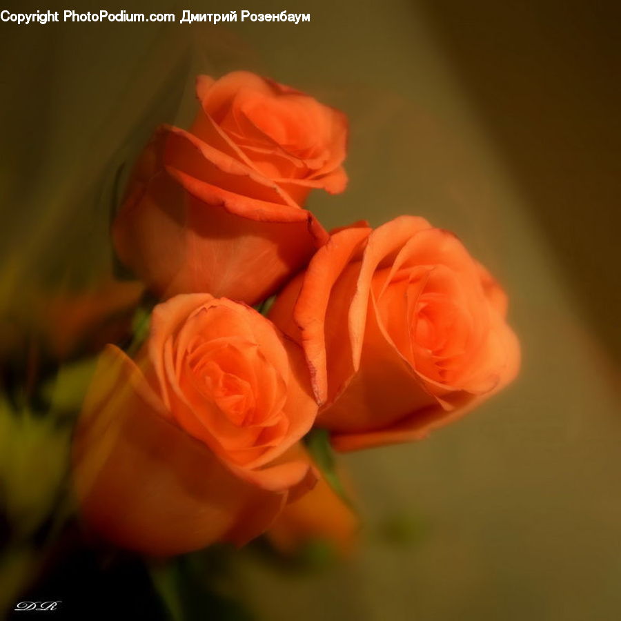 People, Person, Human, Blossom, Flower, Plant, Rose