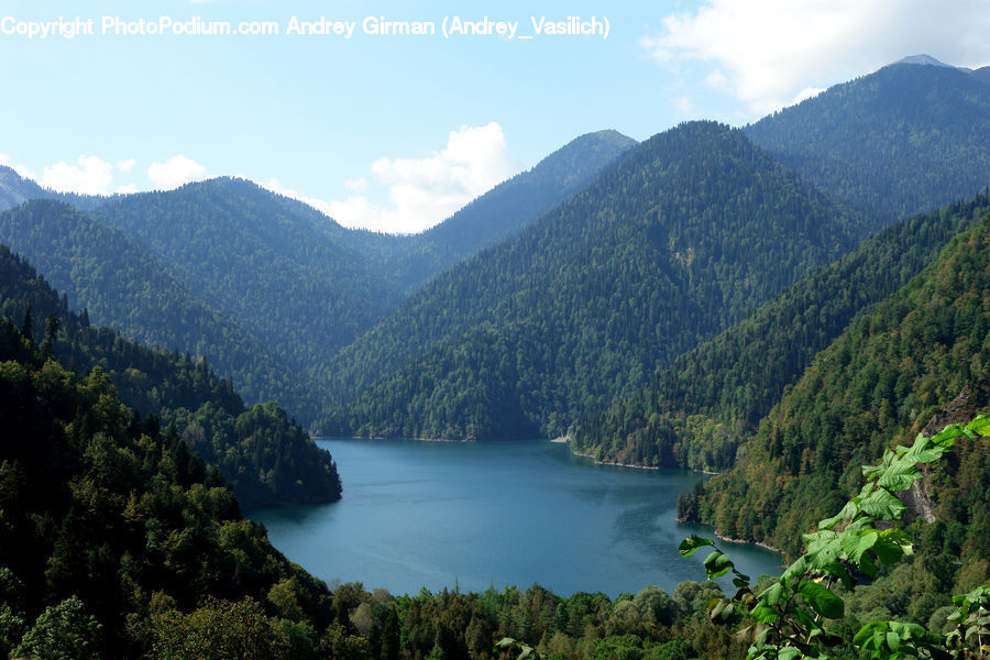 Forest, Jungle, Rainforest, Vegetation, Lake, Outdoors, Water